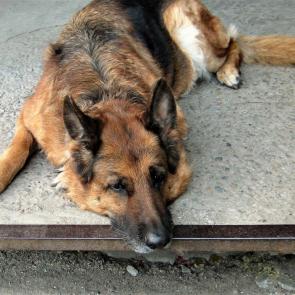 ����: �����.