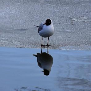 ����: ����� � � ���������