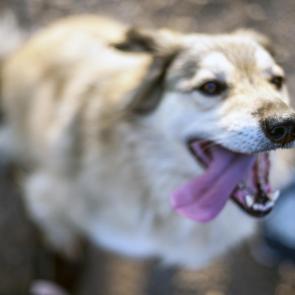 ����: ������ ���