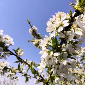 Фото: Запах весны