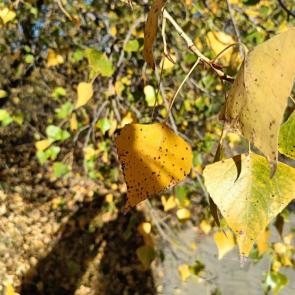 ����: ������ - �������� 