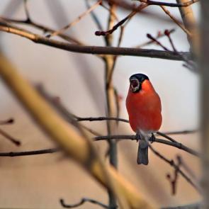 ���� ��������: �����. 