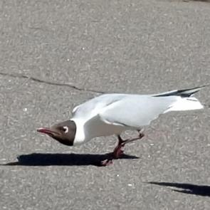: 