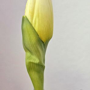 : 