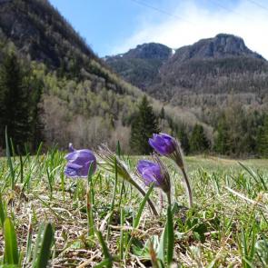 ����: ��������.