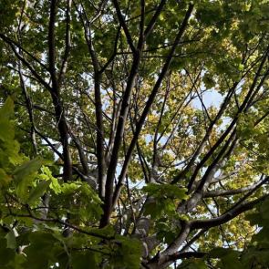 : Green 