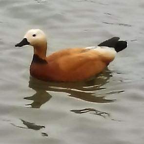 : 