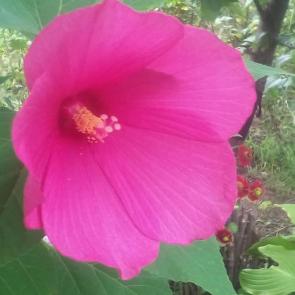 : Pink hibiscus.