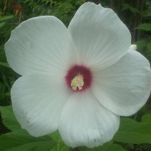 : White hibiscus.