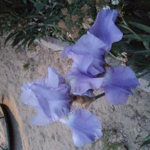 : Blue.