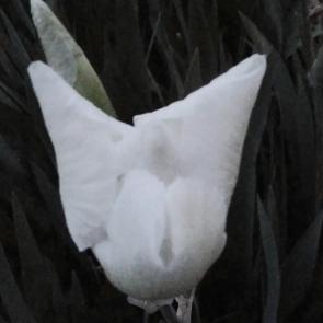 : White.