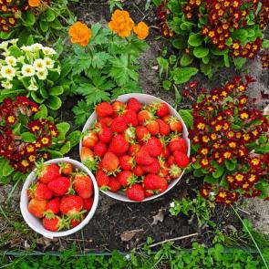 ����: ����������.