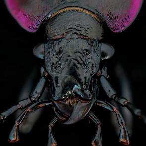 :  (. Carabidae)