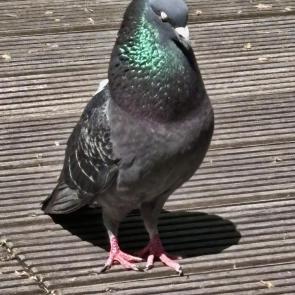 : 