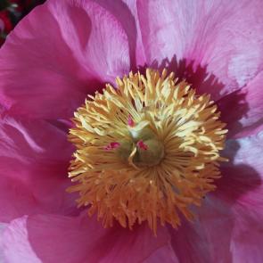 ���� ��������: ����