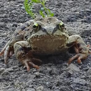 : 