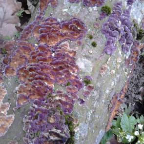 : Chondrostereum purpureum