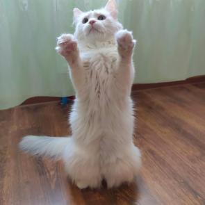 : 