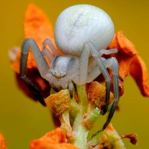 :   (. Misumena vatia)