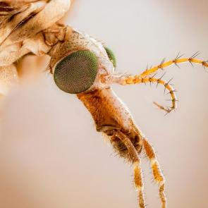 : - (. Tipulidae)