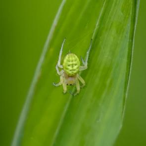 : Araniella cucurbitina