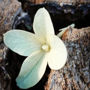 ���� ��������: 