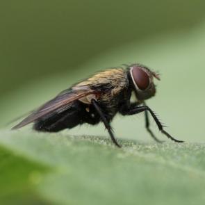 : Diptera . 