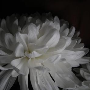 : White