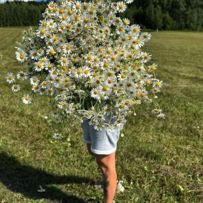 : 
