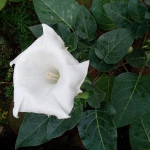  : Belladonna .