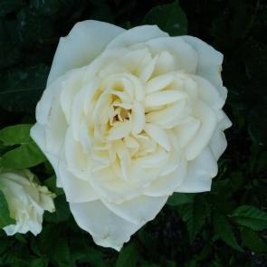  : White rose.