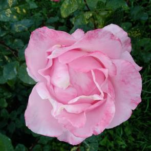  : Pink rose.