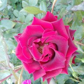  : Red.