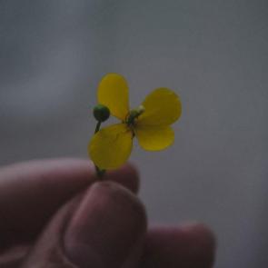  : Ƹ .