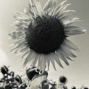  : 