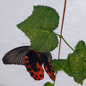 ���� ��������: ���������