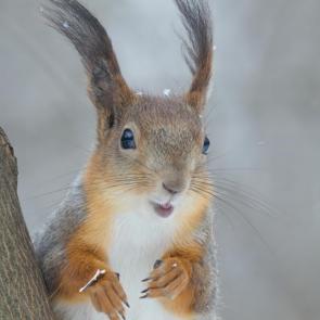 :  )))