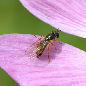 : Syrphidae, 