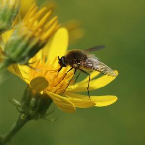 : Bombyliidae, 