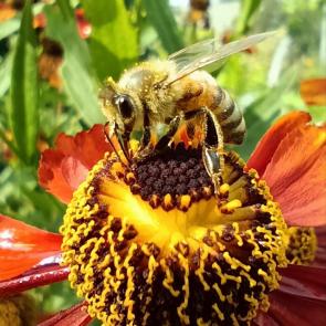 ���� ��������: 