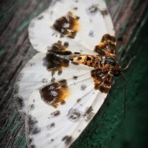 ����: ��� ��������� (�������� �������)