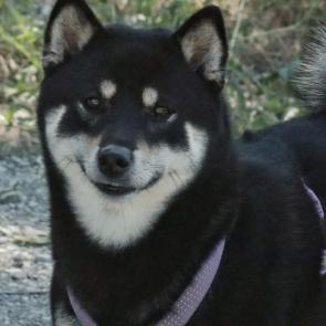 :     )))