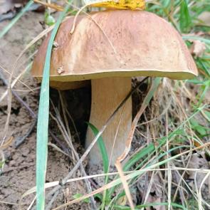 ���� ��������: 