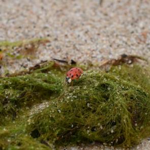 : Ladybug