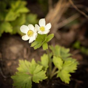 : flowers