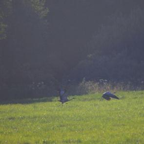 ����: ���������� �������