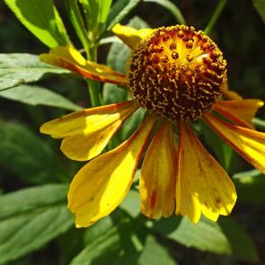 ����: ������� ������.