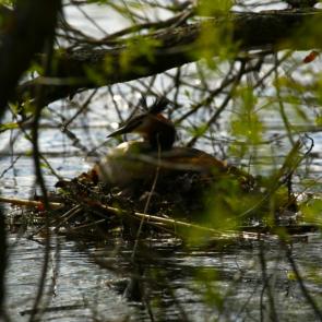 ����: ����� �� ����������� ���