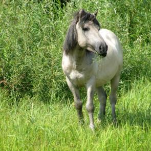 ����: ������ ������.