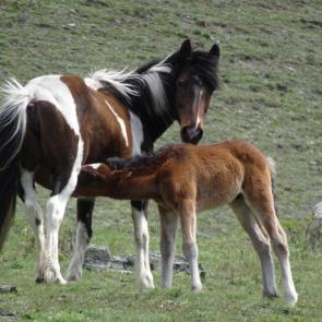 ����: �����������.